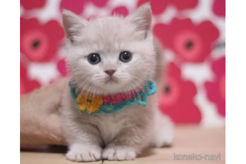 成約済の東京都のマンチカン(短足)-105332